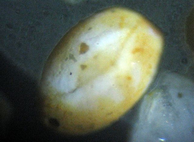 Sabbia.... fossile?